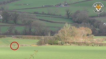 Another one of the seven foxes hunted by Mendip Farmers Hunt 20–12-25 