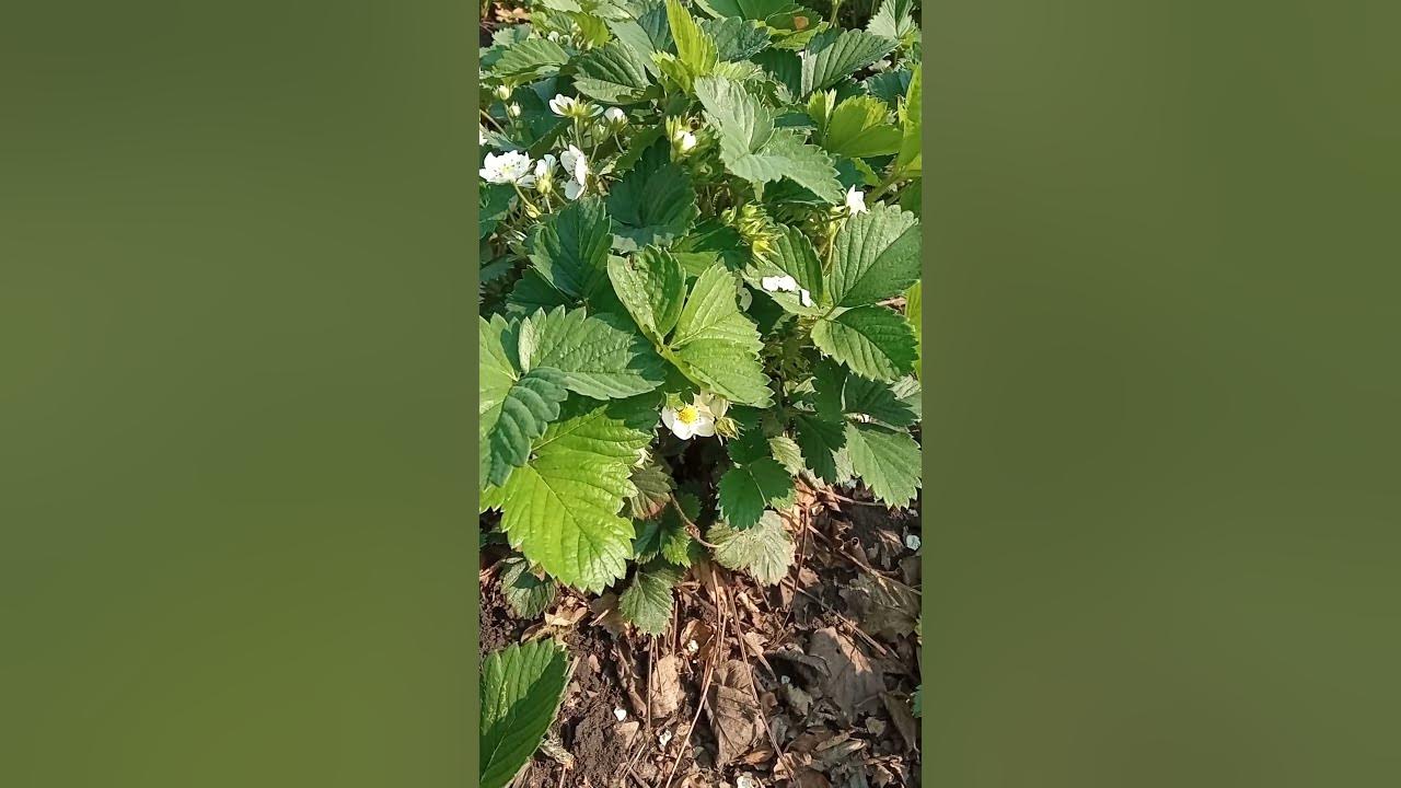 bees pollinate strawberries YouTube