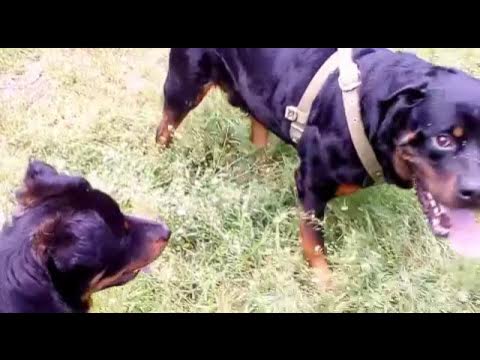 Собачьи бои ротвейлер против питбуля. Немецкийбаксерпротивротвелера. Собачьи бои алабай против ротвейлера. Собачьи бои ротвейлер против питбуля. Ротвейлер против кане корсо.