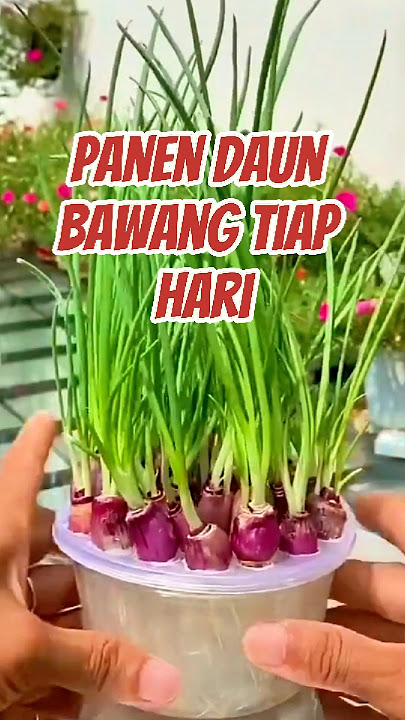 Cara Tanam Daun Bawang di Rumah #agriculture #caramenanambawangmerah #gardening