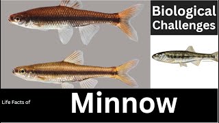 Minnow
