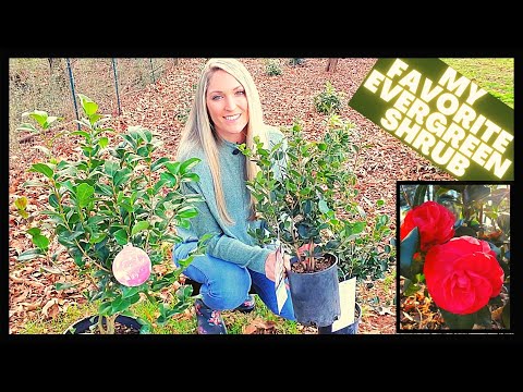วีดีโอ: Camellia Feeding Tips - อย่างไรและเมื่อไหร่ที่จะใส่ปุ๋ย Camellia