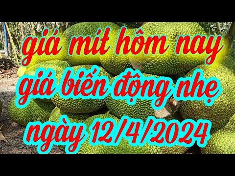 giá mít hôm nay ngày 12/4/2024