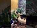 How to SAFELY Clean a Pit Viper Enclosure!💀🐍 #rattlesnake #shorts #tutorial