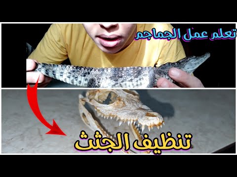 فيديو: كيفية تنظيف العظام