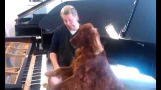 Elmo, singing Irish setter testing a grand piano after service