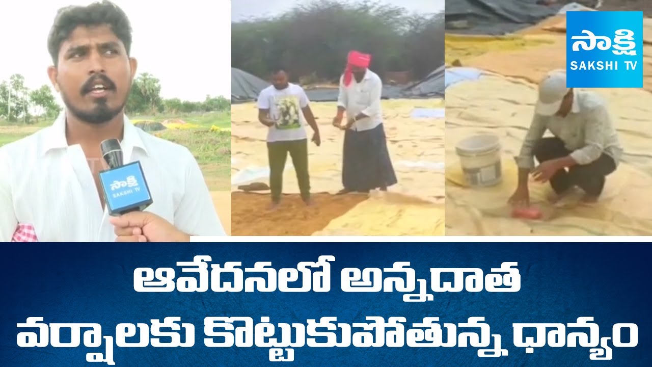 Grain Soaked by Untimely Rain in Warangal District || Crop Damage ...