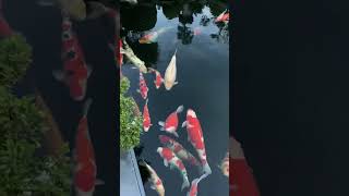 Koi Fish Live Peacefully in the Japanese Drainage