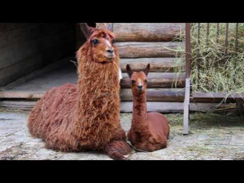 ექსკურსია თბილისის ზოოპარკში (შიკრიკი - სკოლის საინფ. გამოშვება)
