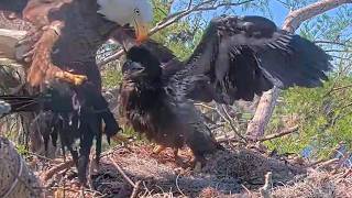 Winter Park Eagles🎓🥳 𝐌𝐚𝐧𝐭𝐥𝐞 𝐌𝐚𝐝𝐧𝐞𝐬𝐬 - Peanut Graduates in Mantling🥳🎓 03-21-2026