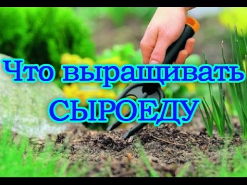 Что выращивать сыроеду. Рекомендуем!