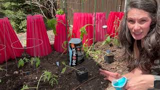 Tomato Planting Day 🍅