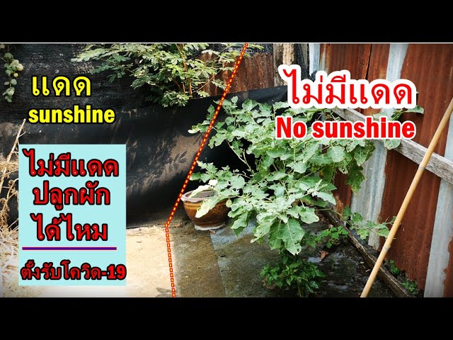 แดดแค่ไหนถึงปลูกผักได้งาม #สวนผักหลังบ้าน - Youtube