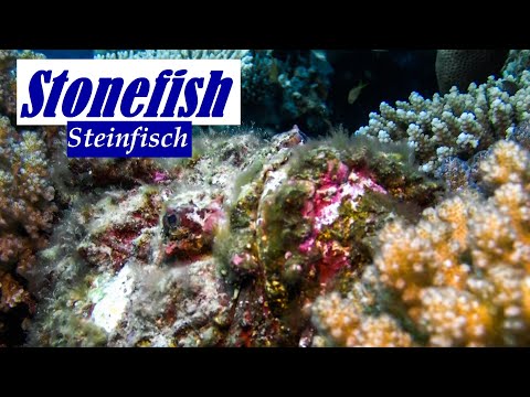 Video: Wo lebt ein Steinfisch?