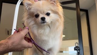 KÖPEĞİMİN İLK TIRAŞI ! BOYA YAPTIRDIM (Pomeranian) Coco