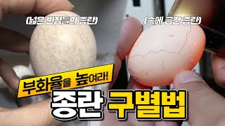 부화율을 높이는 종란 구별 방법!