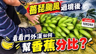 薔琵颱風過境後，看看門外漢如何幫香蕉分比？2026年10月24日
