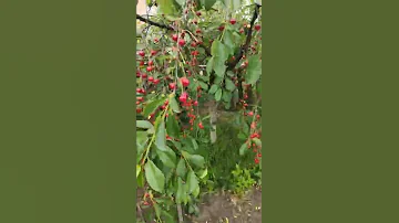 Сезон вишни открыт #вишни