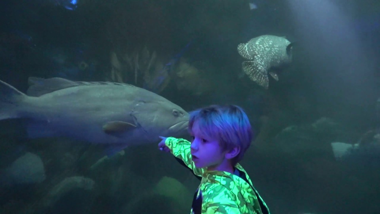 BASS PRO SHOP AQUARIUM & MUSEUM IS MUSTSEE ATTRACTION ! YouTube
