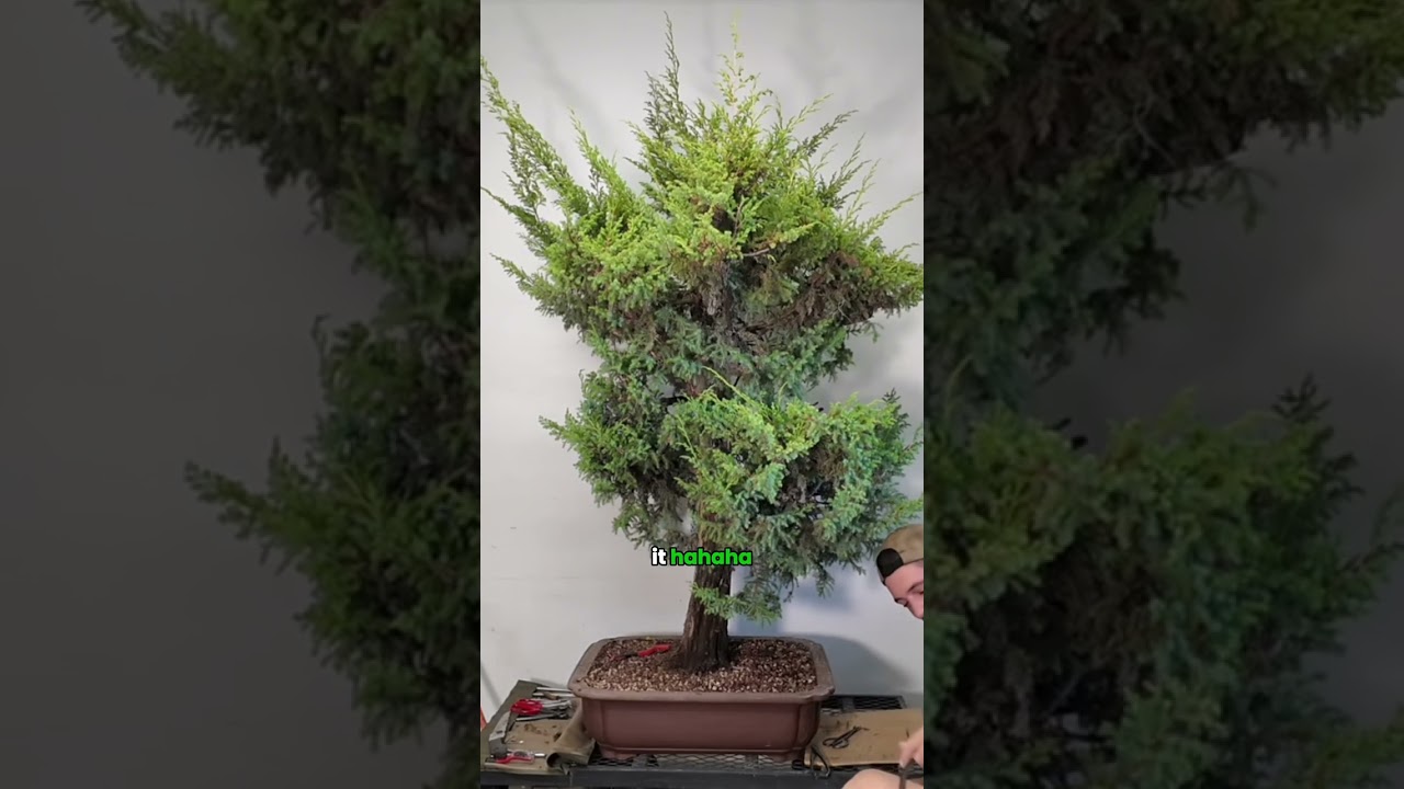 Part 5 - Foemina Juniper