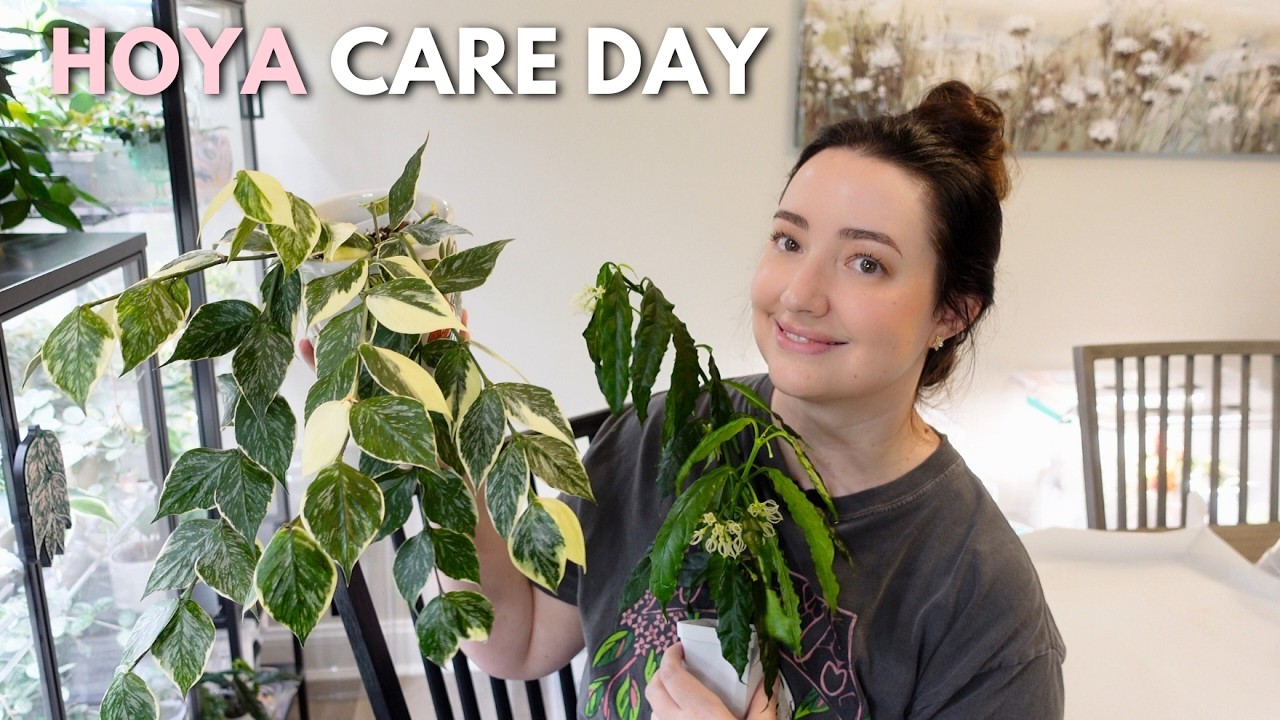 I Made 100 New Hoyas in One Day | Care, Repotting & Propagation 🌿✂️