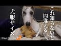 犬服のサイズの測り方！サイズ感の参考に犬服も紹介します。＃97