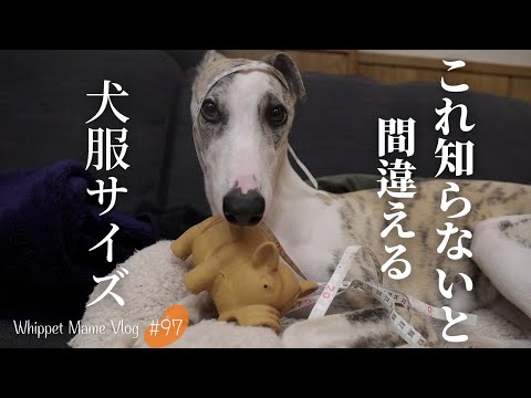 犬服のサイズの測り方！サイズ感の参考に犬服も紹介します。＃97