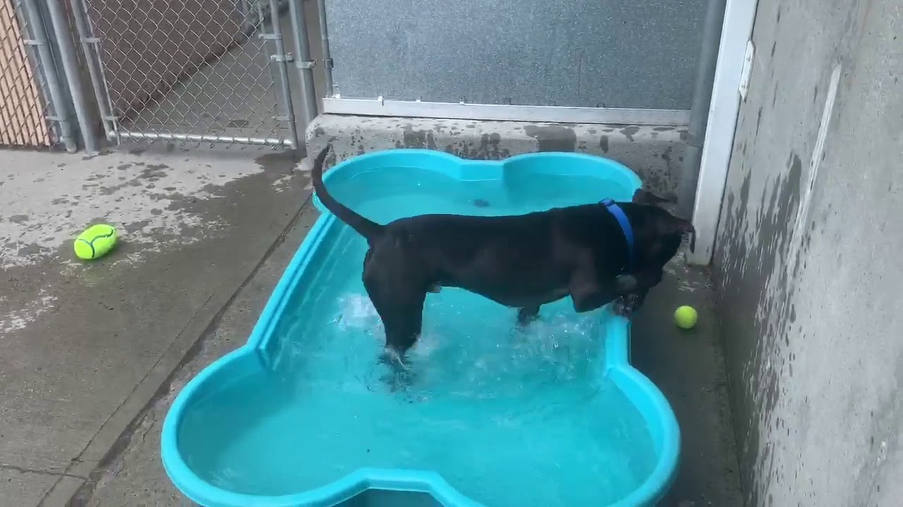 adopt cats long island Domino 61273 | Livin' Life Poolside