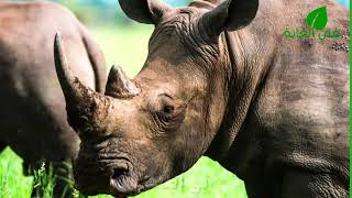 حقائق مدهشة جدا عن وحيد القرن 