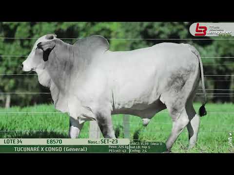 LOTE 34