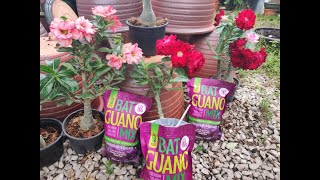 Tips untuk pokok Adenium atau Kemboja subur dan kekal berbunga sepanjang masa Tips untuk pokok Adenium atau Kemboja subur dan kekal berbunga sepanjang masa