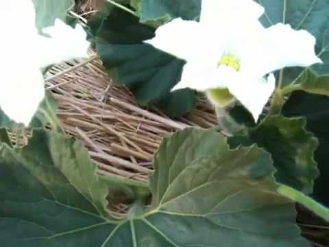 かんぴょう成長記 花 Youtube かんぴょう成長記 花 Youtube