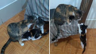 Kitten Said to Mom: Don't Leave, I'm Still Hungry by Top Kitten TV 550 views 2 years ago 3 minutes, 31 seconds