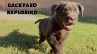 PUPPY EXPLORES HIS NEW BACKYARD !! by Woodford The Chocolate Lab 25,024 views 5 months ago 3 minutes, 26 seconds