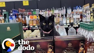 Rescue Cat Lives In Liquor Store The Dodo
