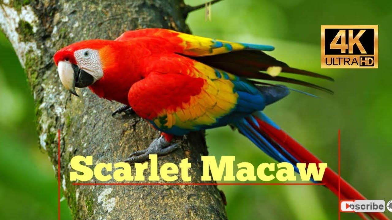 Scarlet Macaw- World of Birds  4K