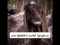 بسنونها عضت شفايفها ندم