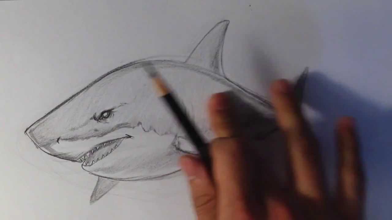 How to Draw a Shark -Easy Drawings - YouTube