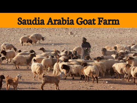 Saudia Arabia-Taif-Umm AlDoom||Saudia Arabia Village Vlog||مرکزمران#|| city Taif&riyadh