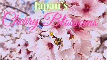 Thumbnail of WHAT IS SAKURA| WHAT DO SAKURA SYMBOLIZE IN JAPAN| JAPAN’s SAKURA | CHERRY BLOSSOMS| SPRING 2021|