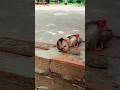 Best Video Of CUTE Sokhaa And Fun ADORABLE Animal WILL MAKE YOU SMILE Short Best Video Of CUTE Sokhaa And Fun ADORABLE Animal WILL MAKE YOU SMILE Short