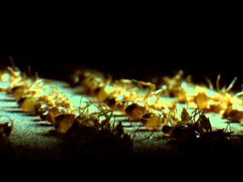 Phase IV - Ant funeral