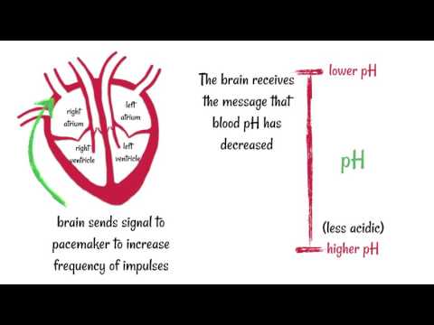 Video: Wanneer het hart sneller groeit?