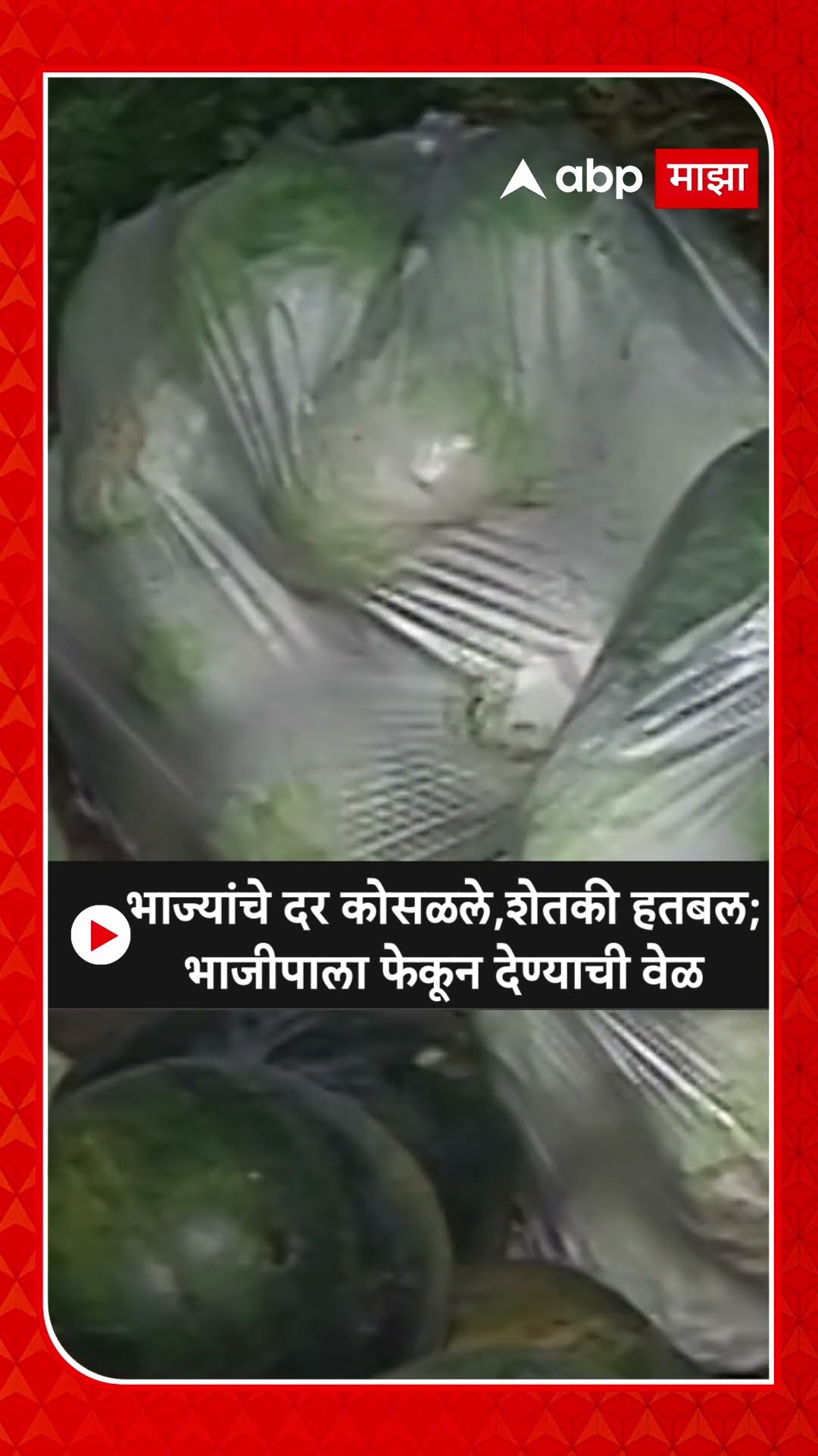 Vegetable Rate Hike Amravati : भाज्यांचे दर कोसळले,शेतकी हतबल; भाजीपाला फेकून देण्याची वेळ