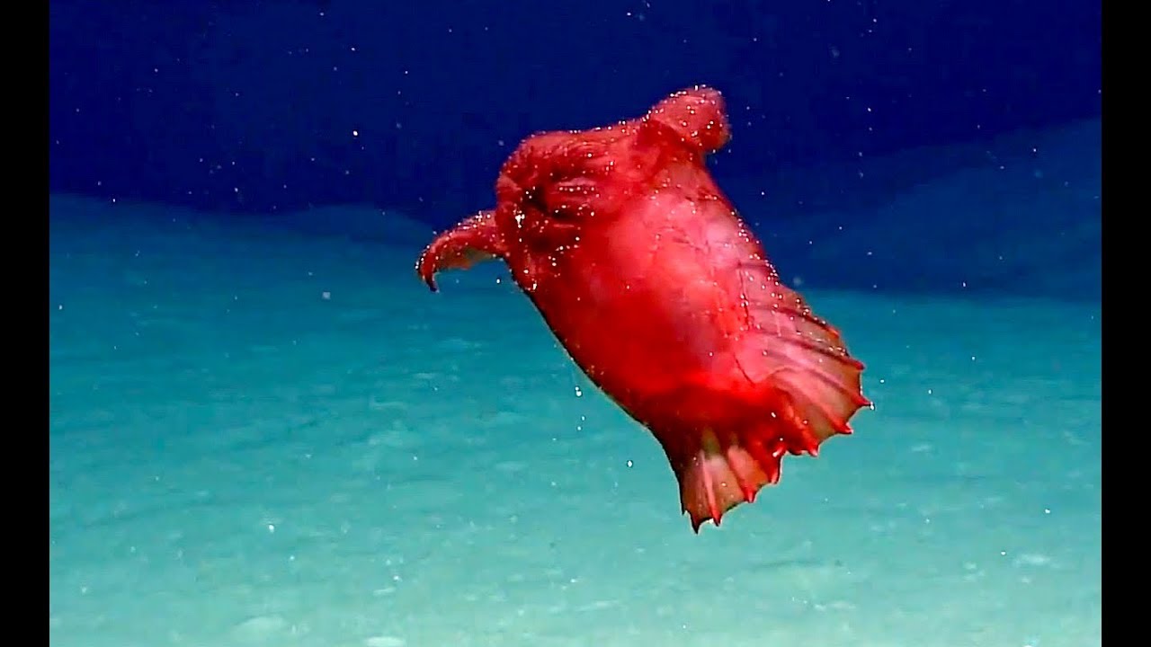 Okeanos 2017 Sea Slug