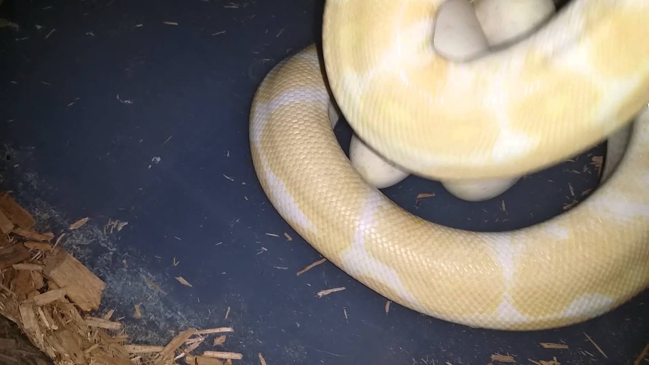 beasty 4th clutch the season 05/08/15 👍🐍🐍🐍