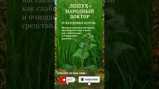 Лопух — народный доктор от желудочных недугов
