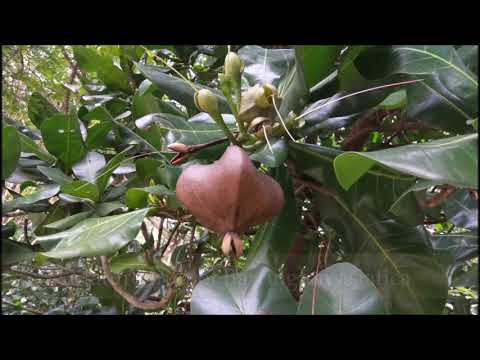 Barringtonia asiatica  || RIMBA ILMU plant