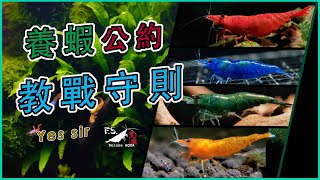 【蝦蝦特輯EP5】什麼?這東西不能用?新手必看!養蝦的大禁忌! 水族日常米蝦飼養我只是個養蝦的