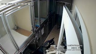 Dog with amazing skills escapes pet shelter, throws a party! Coolest officer handles it like a pro!